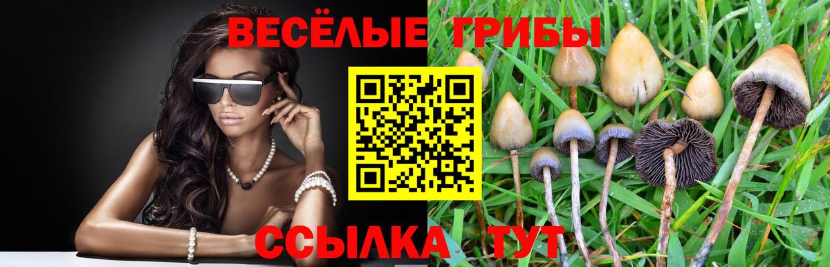 Псилоцибиновые грибы Psilocybe  закладка  Баксан  Вход с VPN 